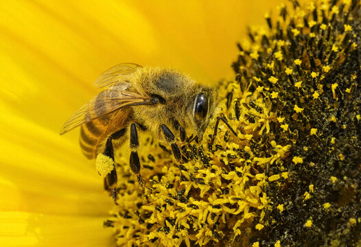 Macro vector illustration of a honey bee foraging pollen on a bright yellow sunflower bloom