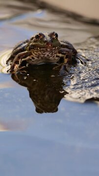 Rana com&uacute;n de frente con su reflejo en el agua en Galicia, v&iacute;deo vertical