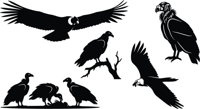 Scavenger Bird and Vulture Silhouette Icon Set Featuring Andean Condor, Perched Buzzard, Gliding Raptor, and Feeding Birds for Wild Nature Designs