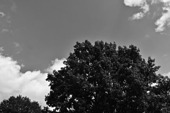 Sky and Tree