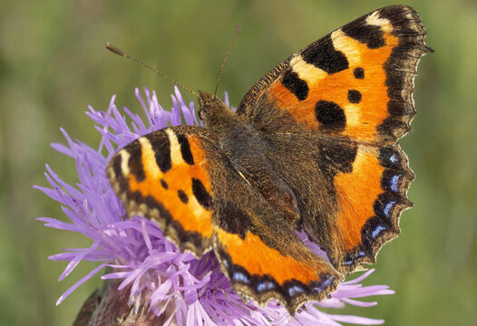 Vibrant tortoiseshell butterfly resting on a purple thistle flower, vector style nature graphic
