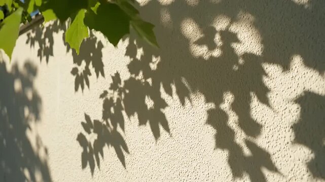 Soft shadow of tree leaves moving gently over a white wall in a sunny day