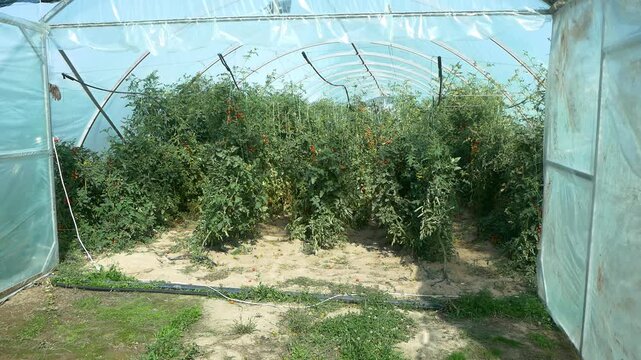 Growing ripe red tomatoes in a modern greenhouse. Organic tomato plants growing in greenhouse interior. 