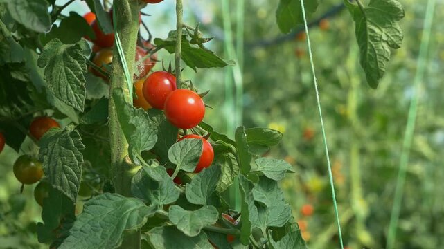 Growing ripe red tomatoes in a modern greenhouse. Organic tomato plants growing in greenhouse interior. 