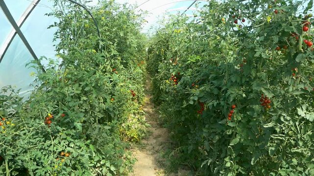 Growing ripe red tomatoes in a modern greenhouse. Organic tomato plants growing in greenhouse interior. 
