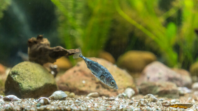 Ein Stichling in einem Aquarium