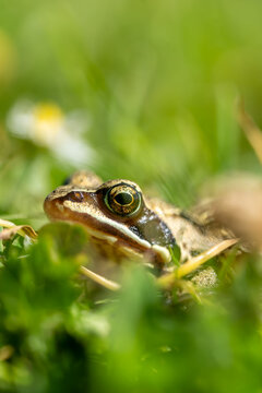 Ein Frosch im Gras