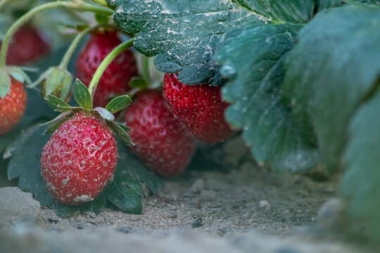 Organic strawberry field shows organic farming and organic strawberries with red berries and ripe strawberry fruits as delicious snacks and healthy snacks in evening sunset and close-up view of fruits