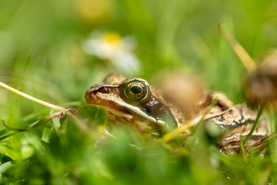 Ein Frosch im Gras
