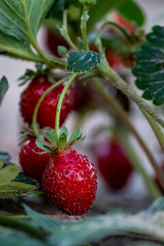 Organic strawberry field shows organic farming and organic strawberries with red berries and ripe strawberry fruits as delicious snacks and healthy snacks in evening sunset and close-up view of fruits