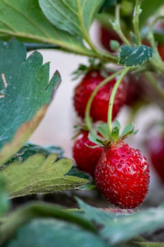 Organic strawberry field shows organic farming and organic strawberries with red berries and ripe strawberry fruits as delicious snacks and healthy snacks in evening sunset and close-up view of fruits