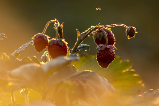 Organic strawberry field shows organic farming and organic strawberries with red berries and ripe strawberry fruits as delicious snacks and healthy snacks in evening sunset and close-up view of fruits