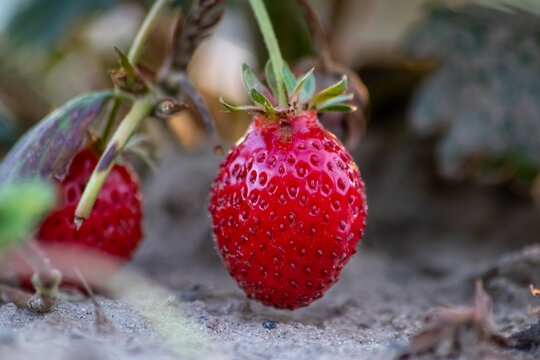 Organic strawberry field shows organic farming and organic strawberries with red berries and ripe strawberry fruits as delicious snacks and healthy snacks in evening sunset and close-up view of fruits