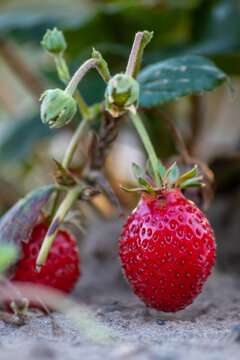 Organic strawberry field shows organic farming and organic strawberries with red berries and ripe strawberry fruits as delicious snacks and healthy snacks in evening sunset and close-up view of fruits