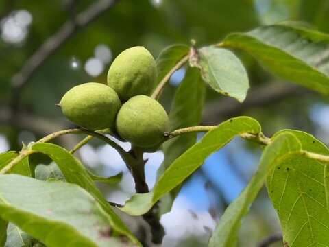 Unripe green walnuts (Juglans regia) hang in a cluster on a tree branch surrounded by compound leaves. A close-up botanical nature photograph captured during the late summer season in Latvia.