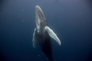 Humpback whale going to the surface for a breath in the Caribbean © willtu