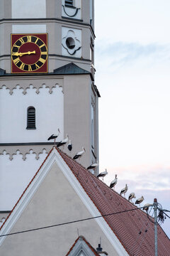 Auf dem Kirchendach von Hiltenfingen, in Bayern, versammeln sich die Wei&szlig;st&ouml;rche im Herbst und bereiten sich auf den langen Vogelzug nach Afrika vor