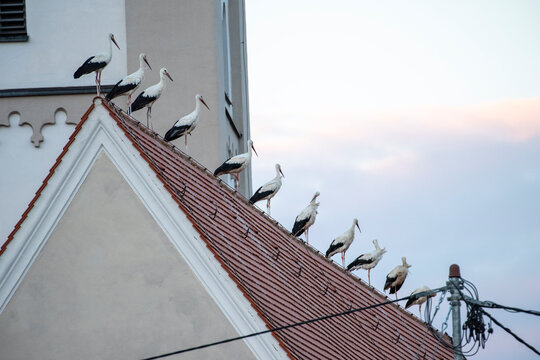 Auf dem Kirchendach von Hiltenfingen, in Bayern, versammeln sich die Wei&szlig;st&ouml;rche im Herbst und bereiten sich auf den langen Vogelzug nach Afrika vor