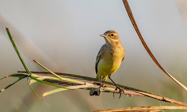 A clear shot of a Western Yellow Wagtail (Motacilla flava) perched elegantly on a dry branch or reed stalk at the wetland in the Tigris Valley, Diyarbakir, Turkey. The photo features a beautiful soft 