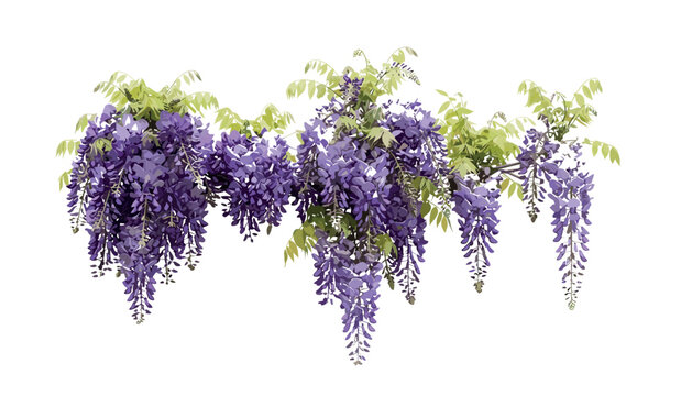 Purple wisteria flower vine vector isolated on white background for wedding invitation design garden landscape and nature illustrations