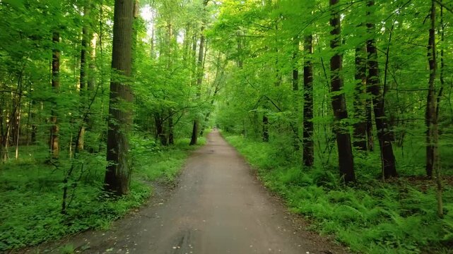 A serene journey along a narrow dirt path deep inside a lush green forest with sunlight filtering through tree canopies
