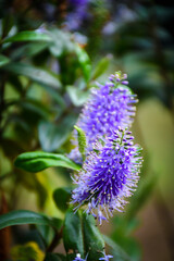 Fototapeta premium purple thistle flower