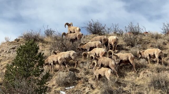 Bighorn sheep rams grazing on rocky, grass-covered terrain.