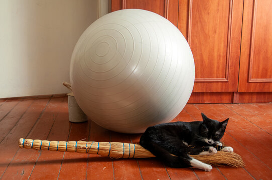 Black and white cat sleeping peacefully on a broomstick next to a large exercise ball
