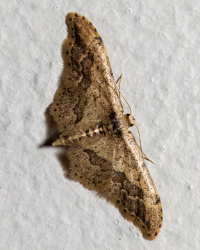 Moth