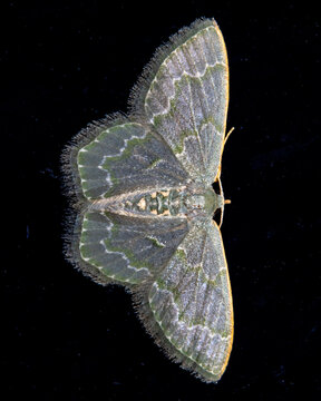 Moth