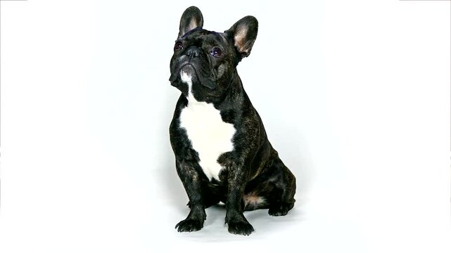 A brindle french bulldog sitting and looking up with a proud expression, isolated on white background