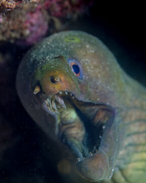 Eel