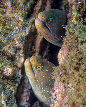 Eel