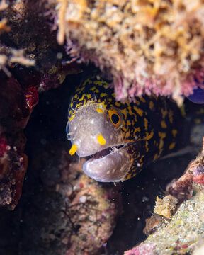 Eel