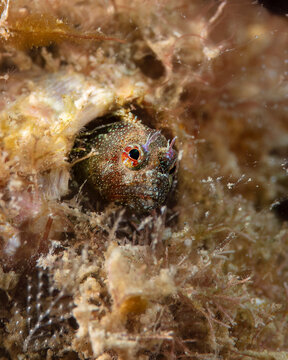 Blenny