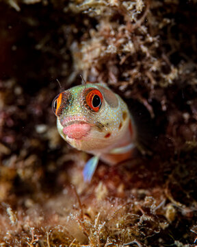 Blenny