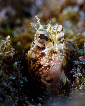 Blenny