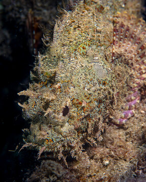 scorpionfish