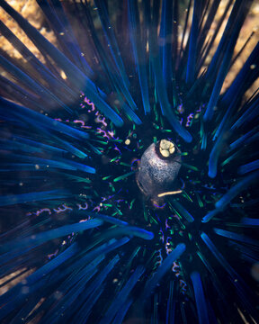 sea urchin