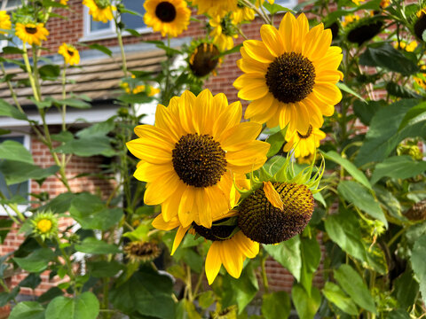 Sunflowers flowering in a residential front garden in Reading, UK