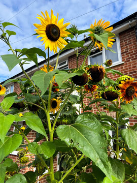 Sunflowers flowering in a residential front garden in Reading, UK
