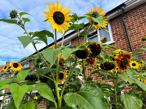 Sunflowers flowering in a residential front garden in Reading, UK