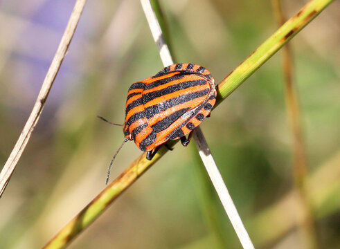 Italian striped bug (Graphosoma italicum) on a plant in the wild.
