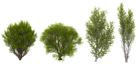Obraz premium Collection of Populus,Salix plants on transparent background