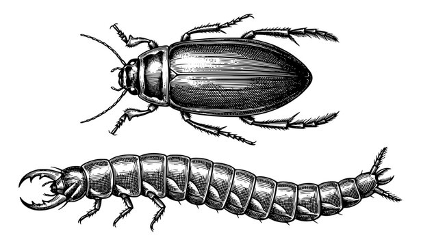 Great Diving Beetle Dytiscus Marginalis Adult and Larva Vintage Vector Illustration