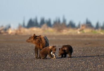 Twin bear cubs play with a fish while their mom is on lookout © feeferlump