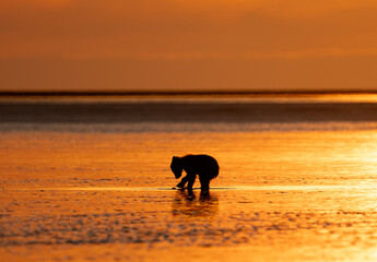 Bear cub at sunrise in silhouette digging for clams © feeferlump