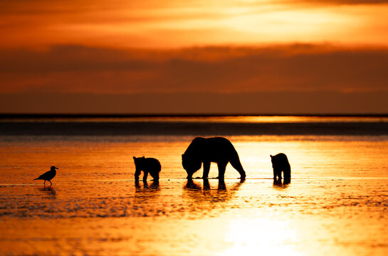Sunrise silhouette images of a bear and two cubs at low tide