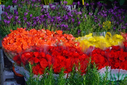 Colorful begonias in a plant fair in Attica, Greece