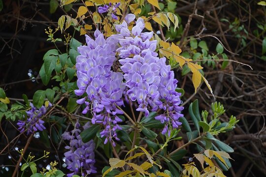 Chinese wisteria vine flowers in Athens, Greece